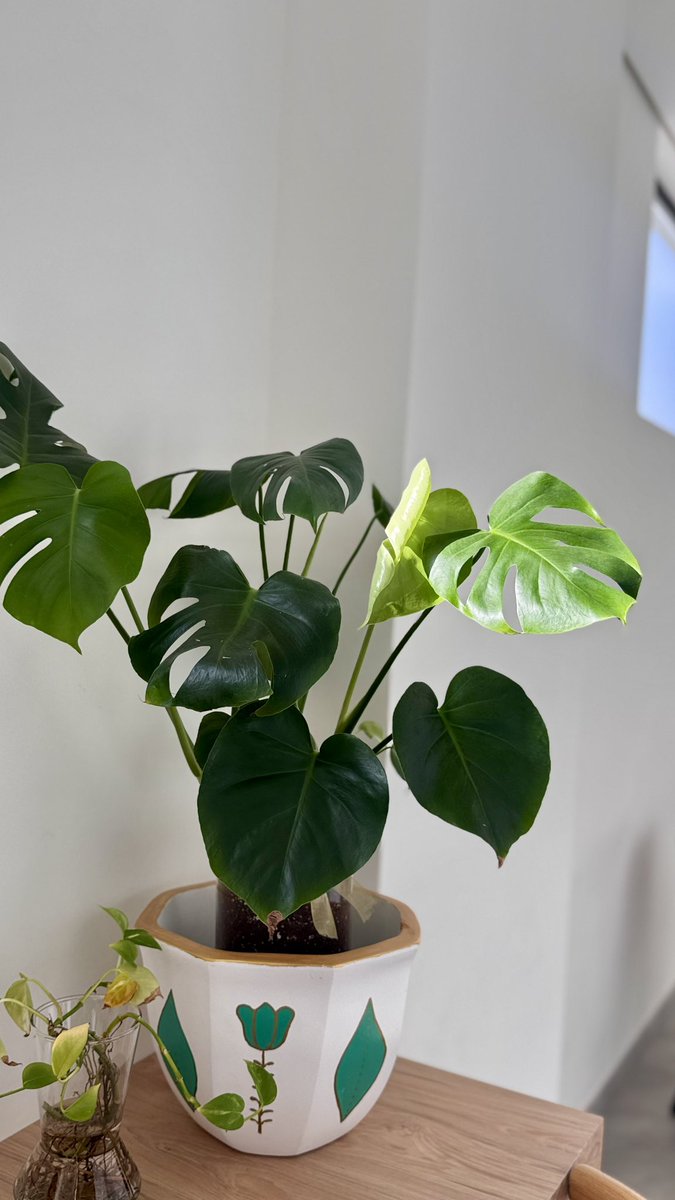2omaz's tweet photo. Monstera 🌿🤍 https://t.co/zeSPZrfWBT