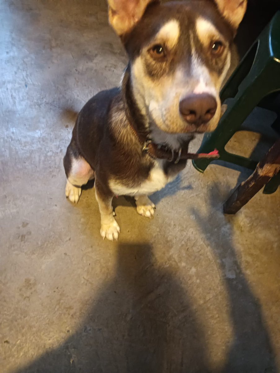 VIBRAmascotas's tweet photo. Solicitamos apoyo de 20 padrinos que donen 100 pesitos para estos chaparritos 
Ayer se tenía que pagar la pensión y pues no se logró 🥺
Súmate, ayuda!!
BBVA 
Diana Carolina Rosales Pérez 
4152314199269617
Clabe 012180015995475465

Spin Oxxo 
4217 4700 5339 4454

Paypal  (nos cobra comisión) 
https://t.co/Gc82EZ7Ps0  

#comparte #dona #adopta