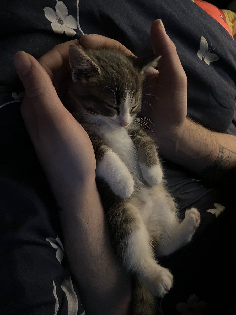 lynbotomy's tweet photo. kitten maxxing https://t.co/a7MM3Tf2fw