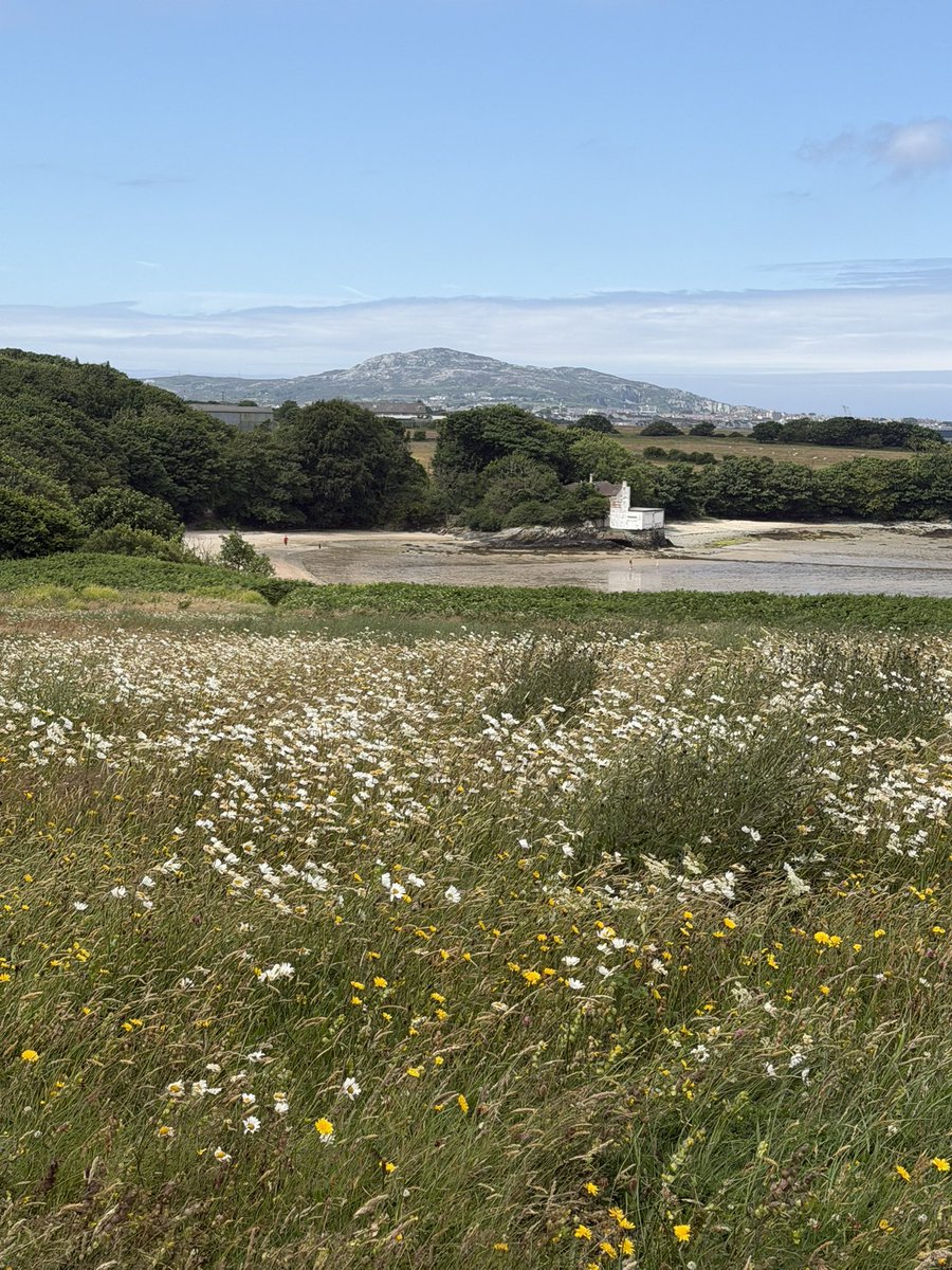 PenrhosSave's tweet photo. So many reasons to fight for penrhos ,the common blue, Meadow Crane’s-bill, Yellow Rattle  a hemi- parasitic plant.  And Look  at that view ! 
Who the heck honestly thinks  some chalets  would enhance this area of outstanding natural beauty !
#SavePenrhos #AchubPrnrhos 
📸Bernie Humpleby