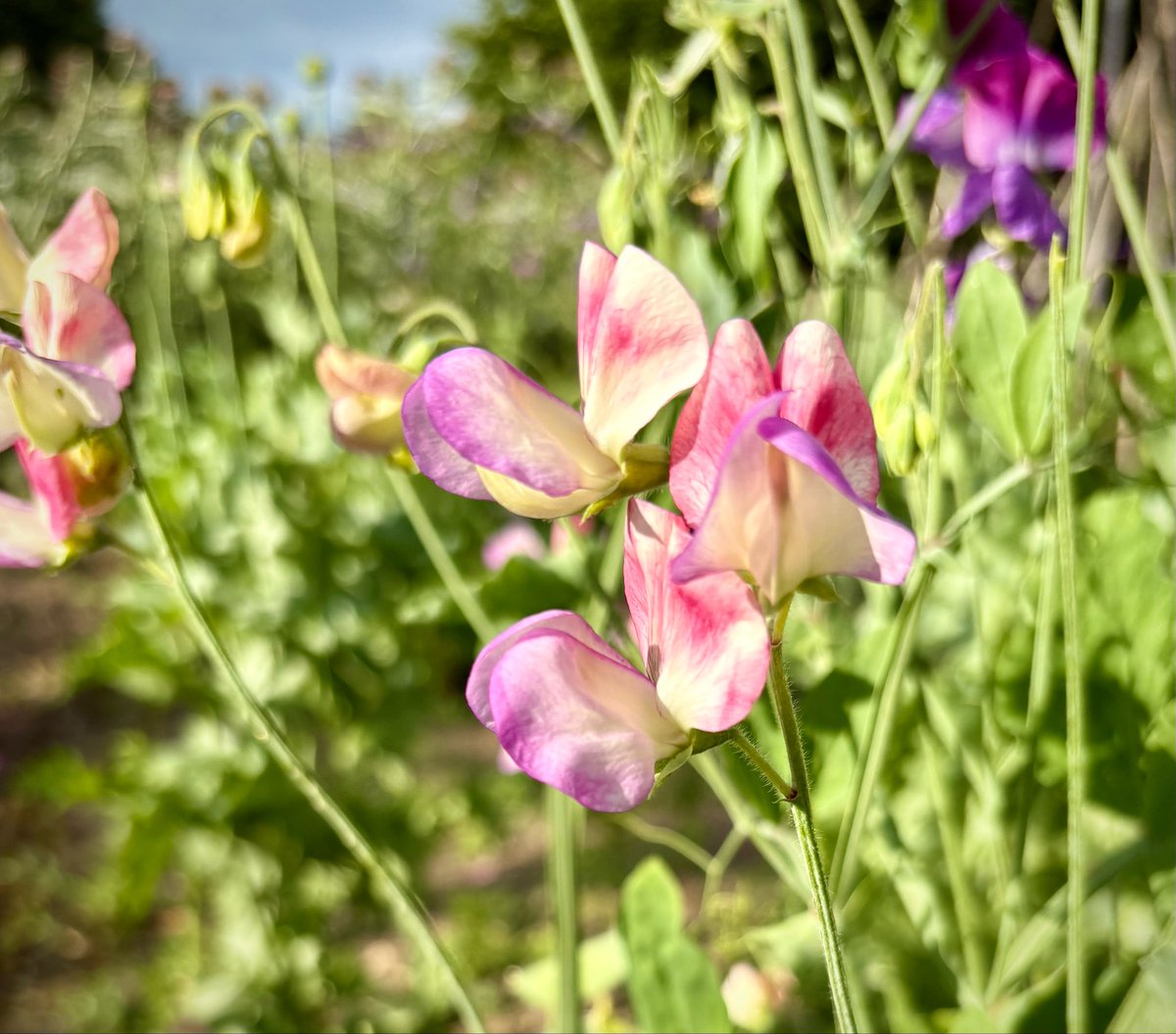 keithtesterliv1's tweet photo. Still warm today, so down to the Manor garden this evening to hoe through the rose bed and water in the greenhouse. #manorhouse #garden #sweetpeas #cosmos #rosebed https://t.co/qfm7UyXnm8