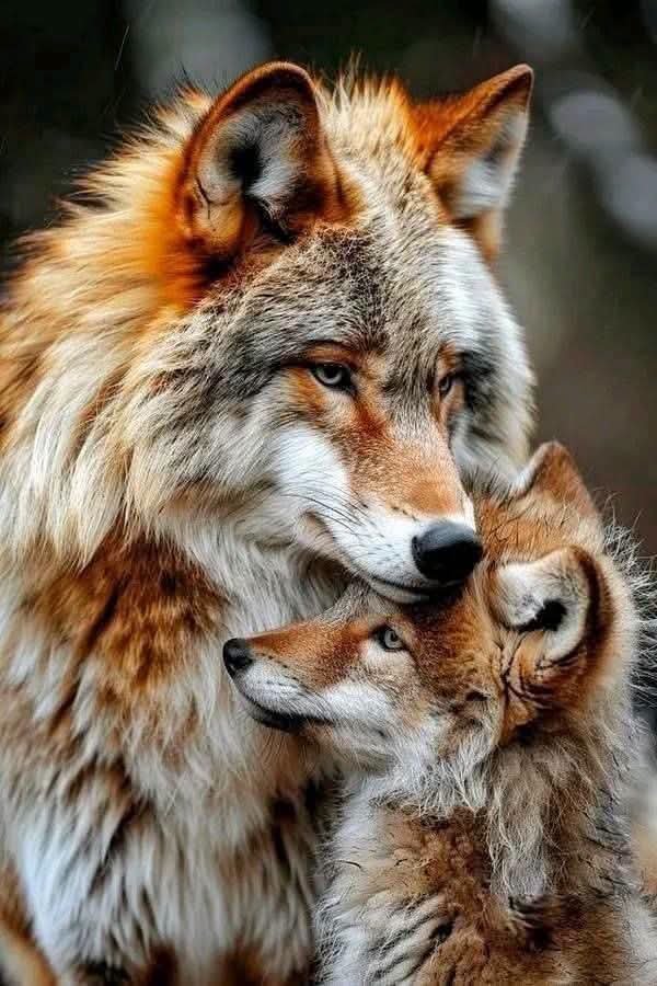 wolf_loverstown's tweet photo. If you love wolves, please say YES ❤️ https://t.co/A3cU5IjjR6