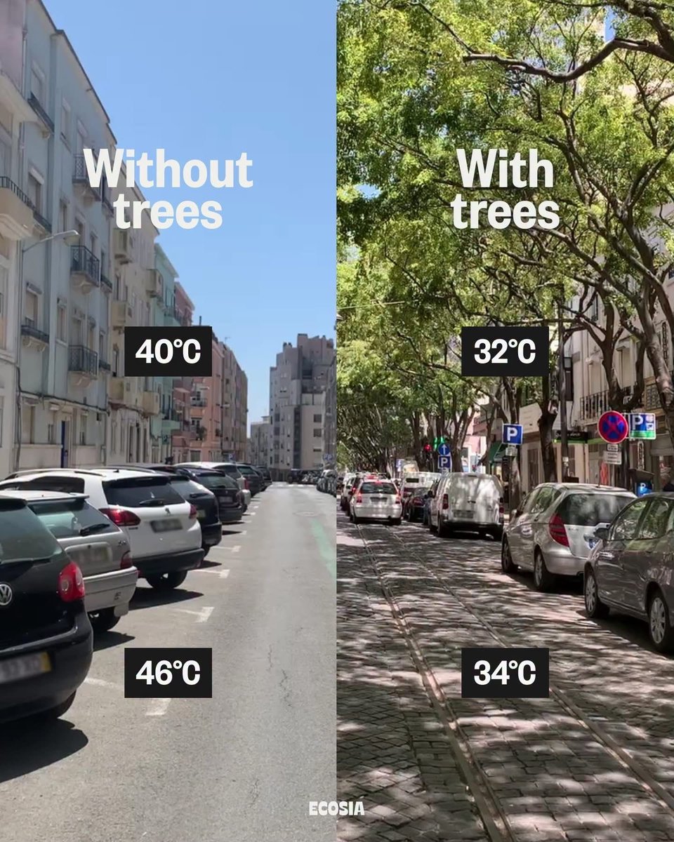 ClarksonsFarm1's tweet photo. Trees. Plant them everywhere. https://t.co/a5racGBZsz