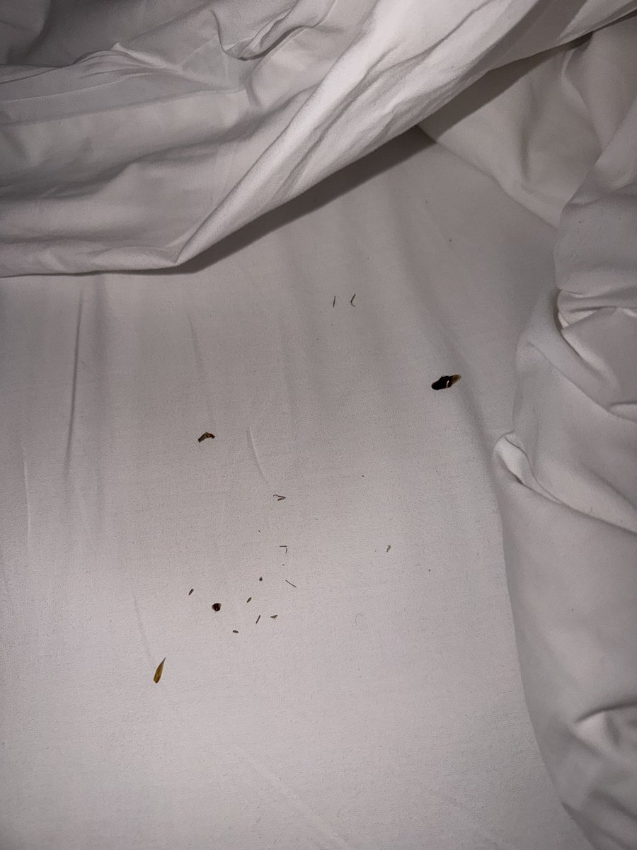 molsha131's tweet photo. @TajHotels thanks for the most horrible stays ever the entire night we struggled with insects inspite of checking in at 11 pm. Taj Raj Kutir Kolkata https://t.co/zN1kbPzuyD