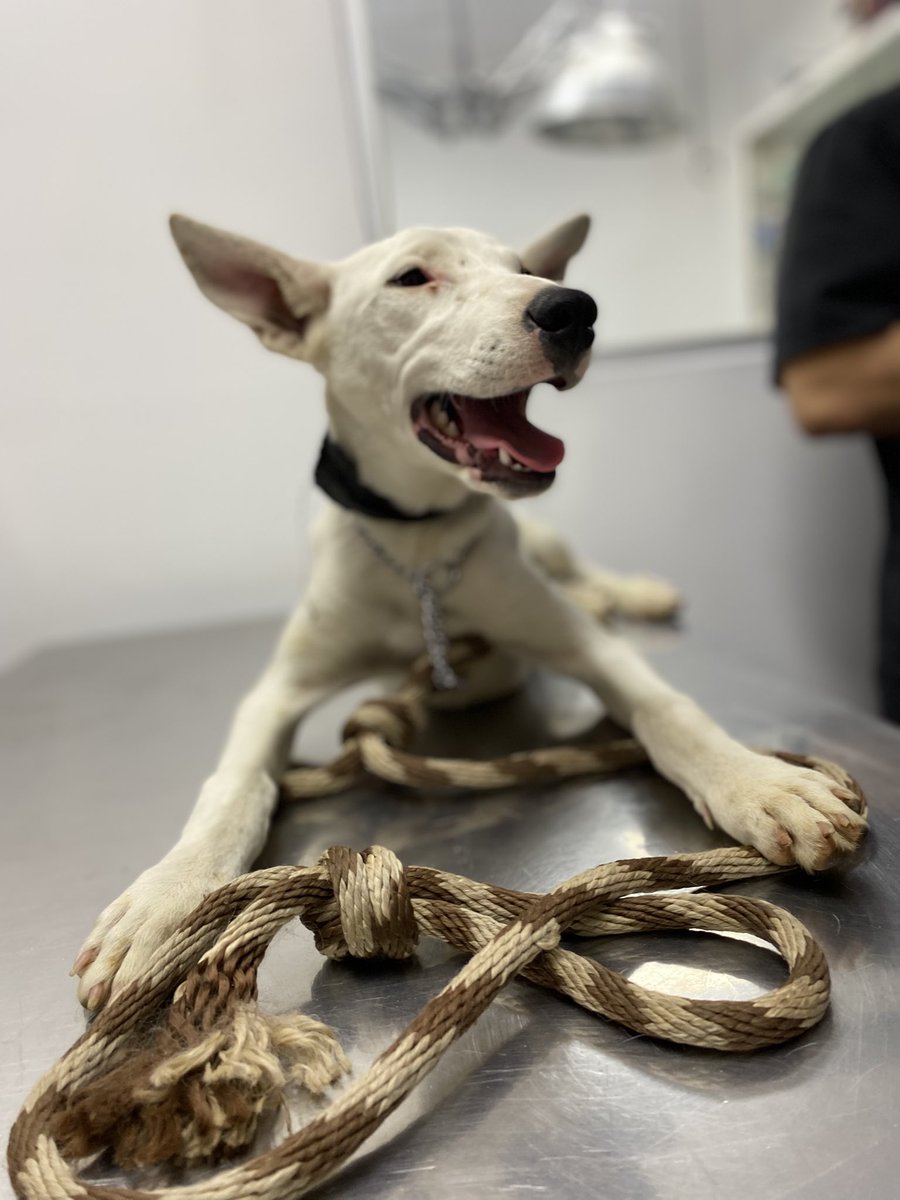 HELA_MORE's tweet photo. Debemos gastos veterinarios de ayer.🥲

¿18 padrinos de 100 pesos que gusten ayudar? https://t.co/Te8wmrLP0X