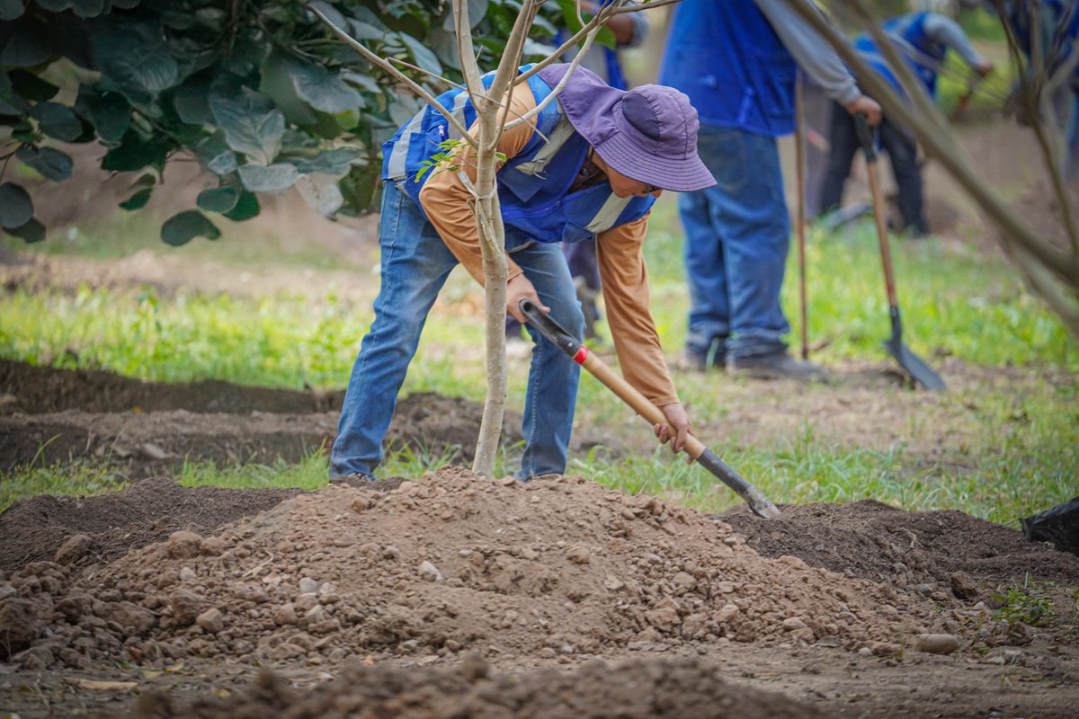 InvermetLima's tweet photo. 🌱 Cada árbol representa un paso más hacia la recuperación del Campo de Marte.

INVERMET dio inicio a la plantación de 100 árboles, una acción que forma parte del Plan de Manejo Ambiental y de las medidas de recuperación del parque.

#INVERMET #CampoDeMarte #RecuperaciónAmbiental https://t.co/psq0Q4wKNC