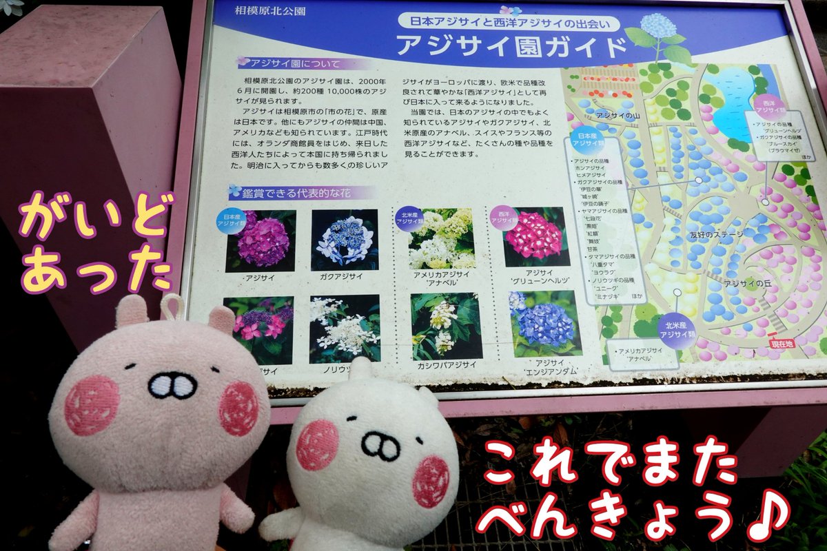 nyaomic's tweet photo. 「あじさいのなまえがかたちをあらわしているのもあるぴえ❢ よーくみるとちゃんとかたちになってるぴえ♬」
#うさうさ小劇場 
#うさまる #相模原北公園 https://t.co/Qxztz4Jbn8