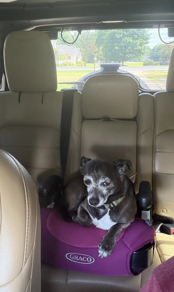 CalliopeJane2's tweet photo. She likes to ride in my niece’s booster seat 😂 https://t.co/9t4txgdy1n
