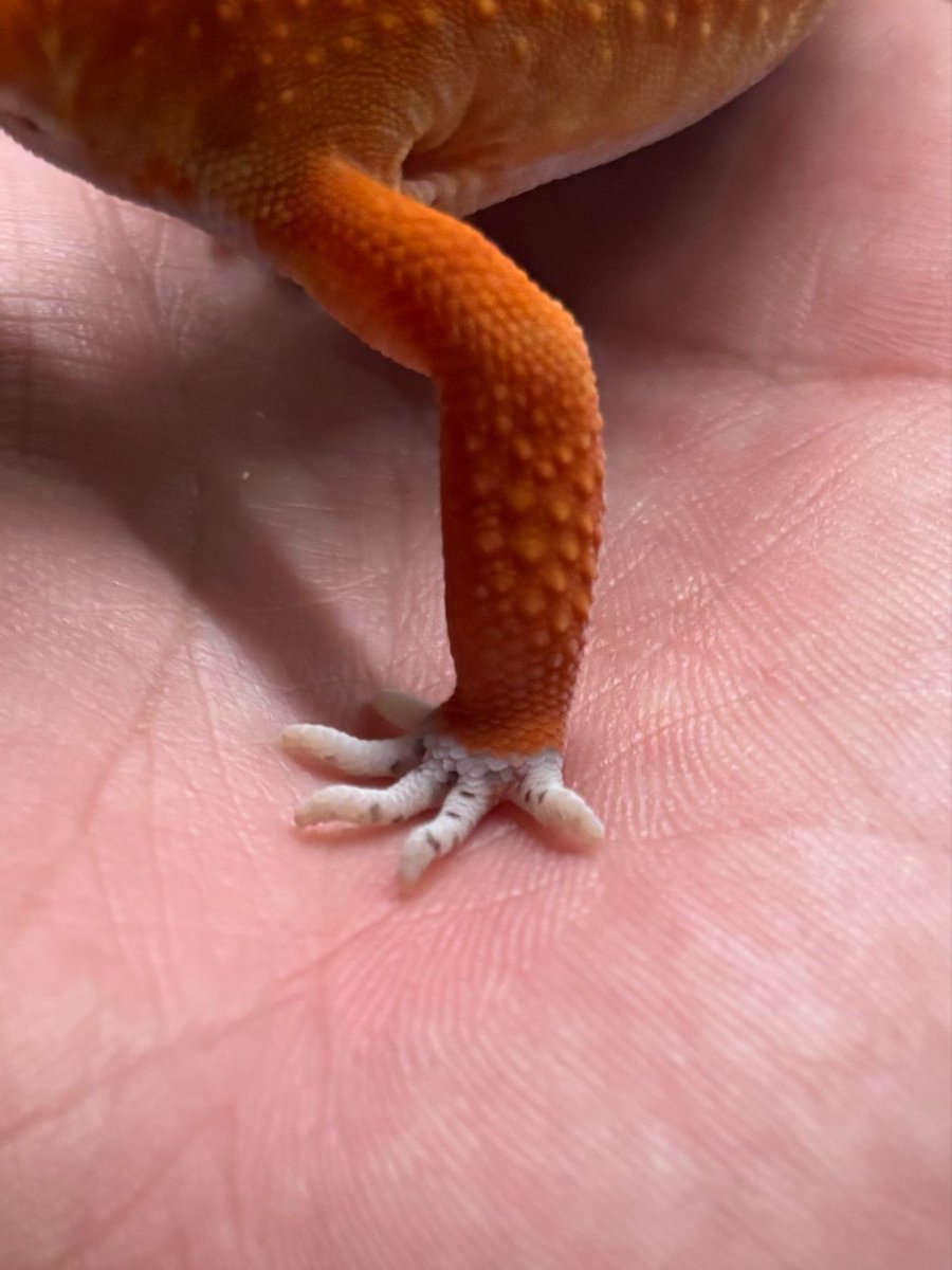 reptilelife27's tweet photo. 素敵な発色しとる🤭

今更ながらオレンジに色味の付いた腕とプレーンな色の指の切り替え部分…冷静と情熱の間感がたまらない🥳 https://t.co/4Pa9xeAu9c