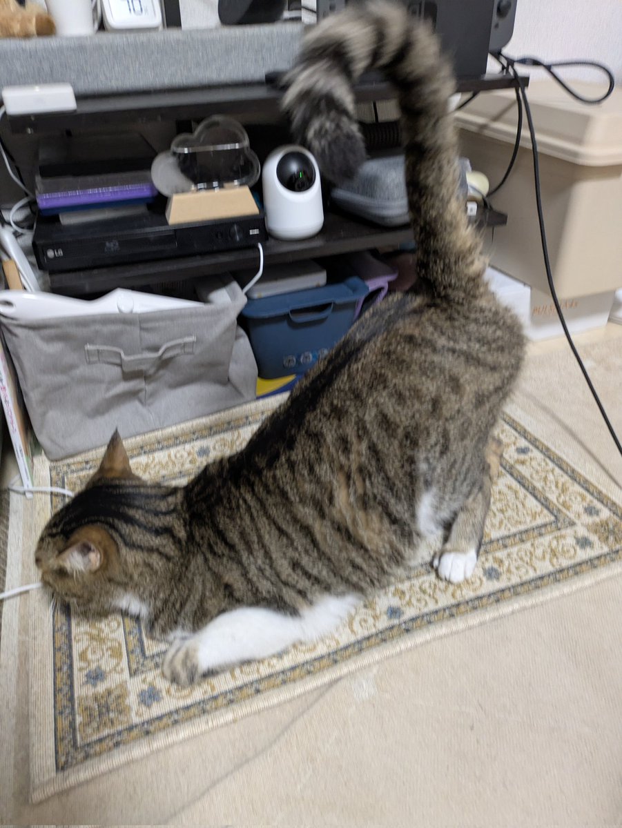 cat_tetoteto's tweet photo. 首に付けるダニよけ薬、お尻トントンしながらやったら全く気づかれなかった
チョロい https://t.co/vPws6egz03