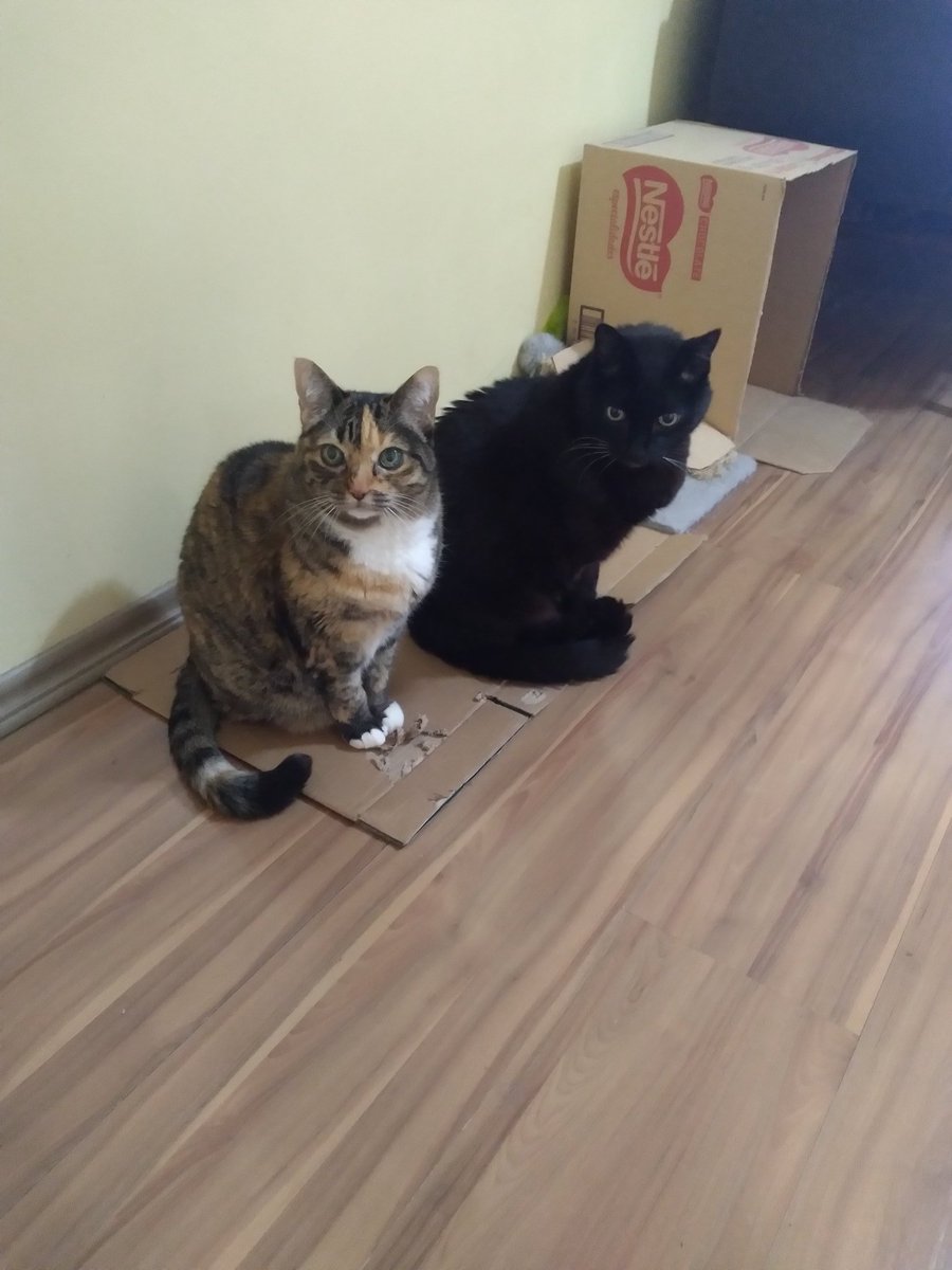 lineesdn's tweet photo. Meus gatinhos lindos 🐱🐱💕💙 https://t.co/wcZrzZ5bb7