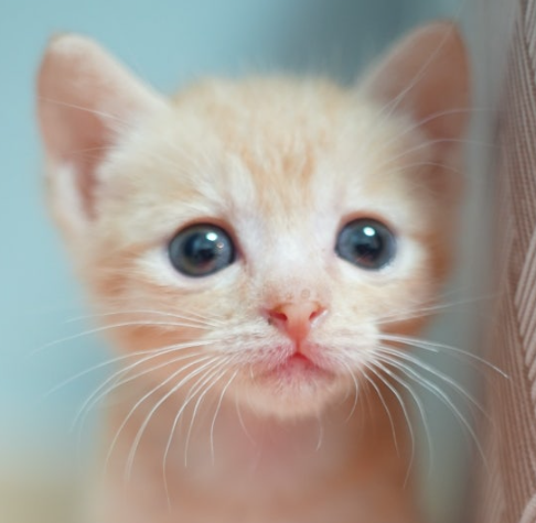 idntt_mood's tweet photo. Meow https://t.co/a4enpNjMiJ