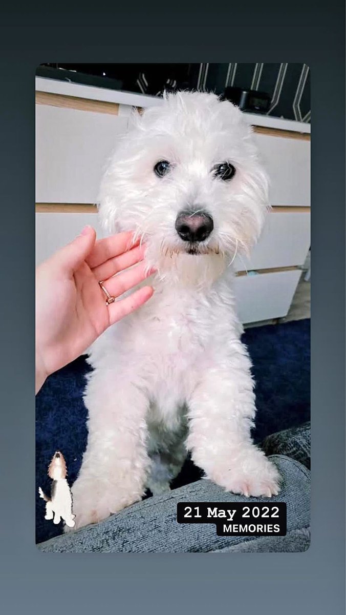 millypod1's tweet photo. SKY HOME SAFE. THANKS FOR RT's 😊🐕🐾

🆘26 JUNE 2026 #Lost Sky #ScanMe
Bichon Frise Male 
Denzil Road #Willesden #NW10 #London #GreaterLondon #Brent https://t.co/3Yuzspjy5t https://t.co/RRq6YxAFxv