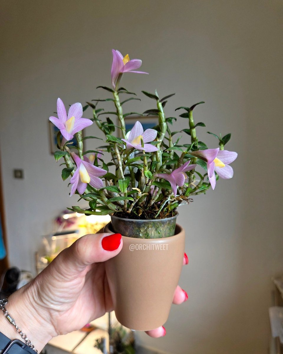 Orchitweet's tweet photo. #Dendrobium Misty Magic grown by our member Alessandra Fancellu
#orchids from #noidellaSFO
#orchidee #orquídeas #orchideen #orchidées #rareflowers #orchidlovers https://t.co/Afrr8gaD9P
