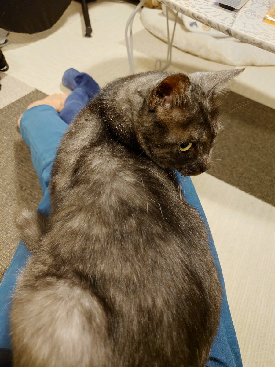 Heath0103's tweet photo. さてさて、うちで飼ってるのはひーちゃんが最初なのでどうも基準がおかしいのは重々承知ですが、エリたん、冷静に考えたら5キロ近いメス猫なんて、やっぱ大きいんだよ🙋

なんか今日はそんな気がした。
エリ…意外にデカいな…🖤🐈‍⬛🖤
首周りが白くて可愛い💕 https://t.co/7vNehwQMWC