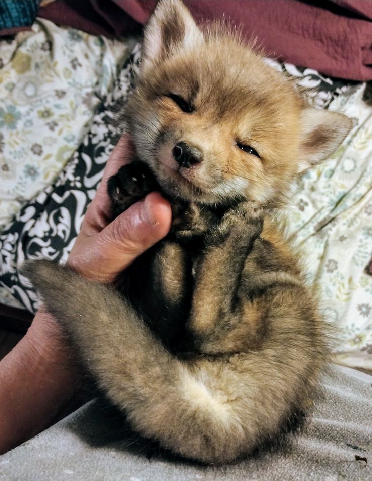 TheFoxLife's tweet photo. Smol fox https://t.co/sI2LEPNtqv