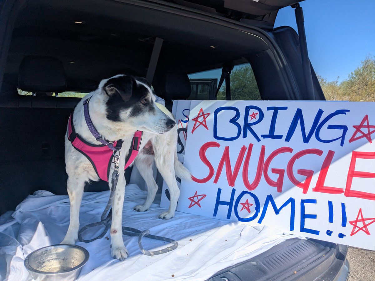 brendanmjones's tweet photo. Lucy's ready to #SaveSnuggles!

#AmericasDog

@KVOA
@kgun9
@KOLDNews https://t.co/hV2gKaQCDe