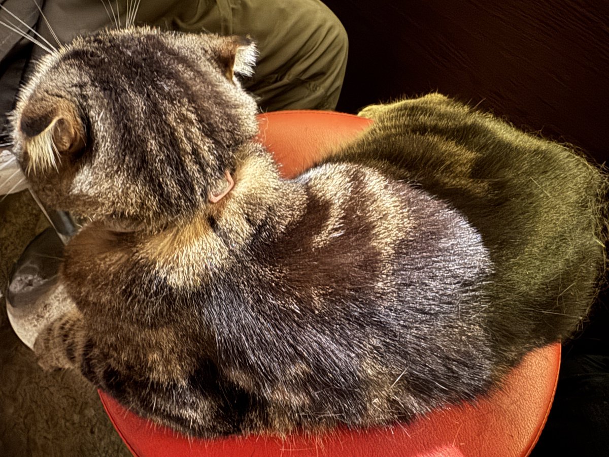 tonkararin_'s tweet photo. 猫がとけている https://t.co/HAT8orCxZn