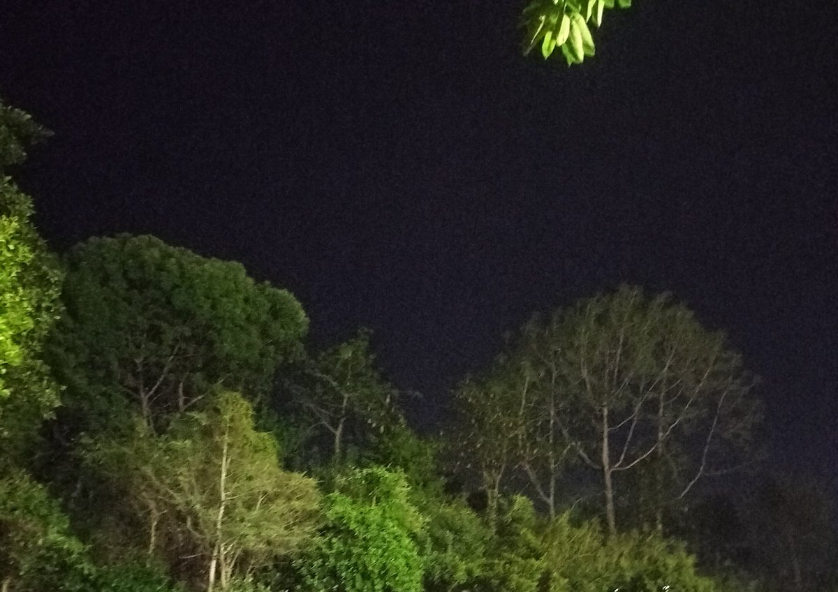 LensLore_76's tweet photo. Today's Photo Challenge: TREES
Fascination for trees shall never fade ๐ด๐๐ณโจ๏ธ๐
Happy #SimpleSaturday
Quote it or Share it ๐ https://t.co/0a95OGJcUQ