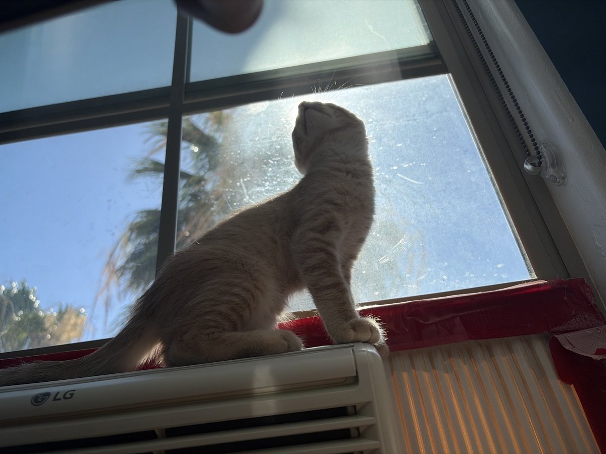 Azaleacolonme3's tweet photo. I took this pic of my cat and he has so much aura https://t.co/4wPUbkzkTa
