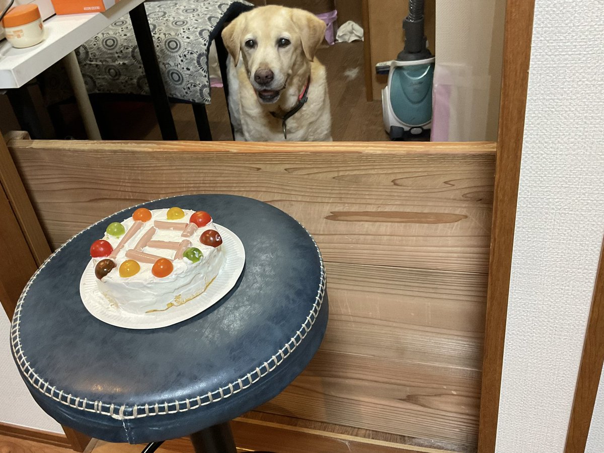 akinyanU4's tweet photo. 大型犬なのに大きな病気もせずに16歳とか😳いつも元気でいてくれてありがとうね🎂👏✨ https://t.co/UCHwzAnYyn