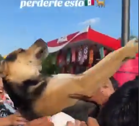 ALEJANDROP96069's tweet photo. @JTomCorVi El pobre perro esta tan debil que ni reacción tiene https://t.co/6jdPE9eWl9