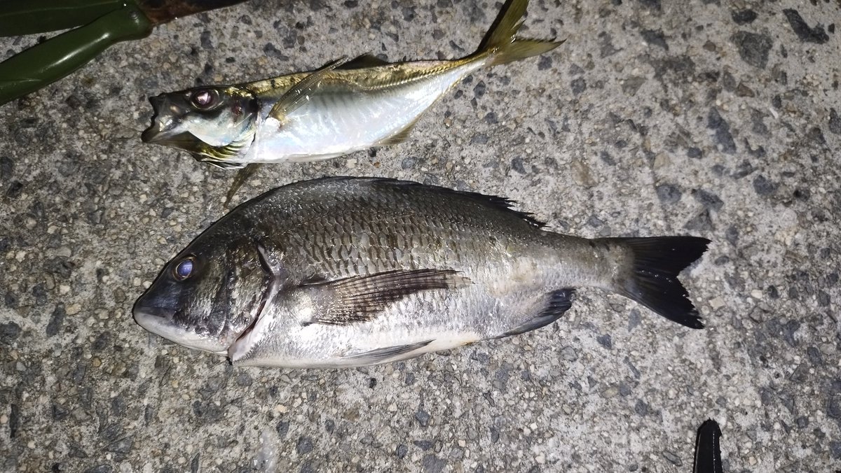 textnextmon's tweet photo. 雨後の江田島にて。
渋すぎだったけどチヌ釣れたのでヨシ！ https://t.co/osGholxruU