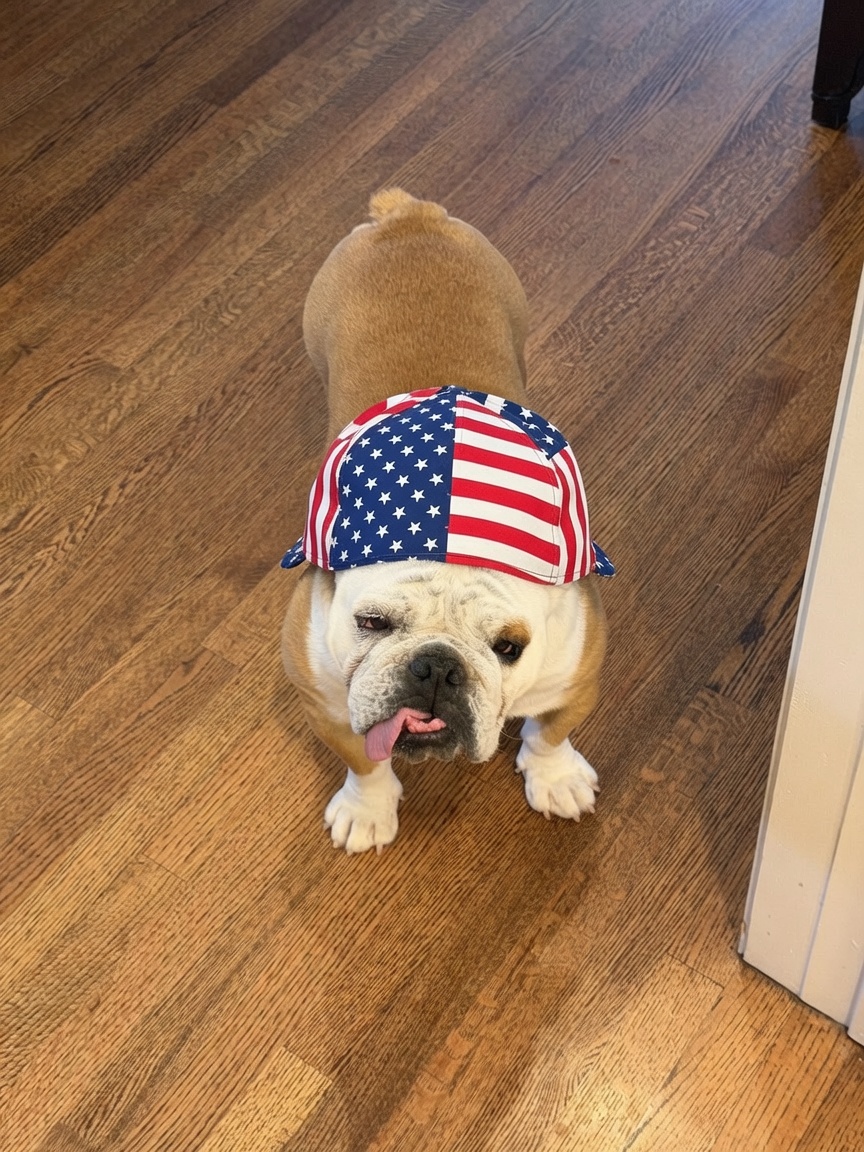 DavidLimbaugh's tweet photo. Thank you Grok imagine for not only placing these caps on Daisy, who stubbornly wouldn't sit still for my photo shoot, but also adding the patriotic touch to the caps, as Daisy is a super-patriot. https://t.co/gIYrqY0Dzz