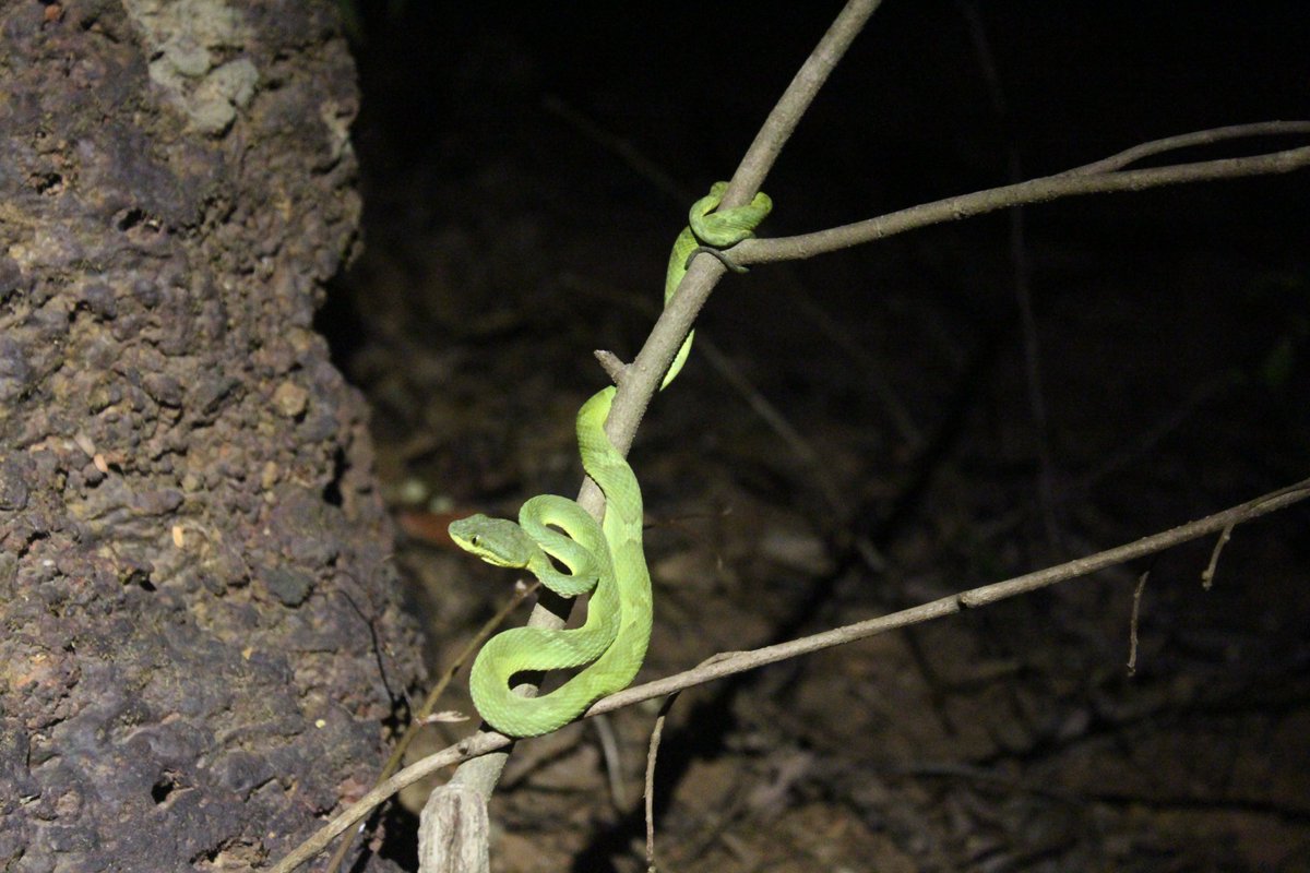 sidjain1412's tweet photo. Bamboo Pit Vipers (juvenile female and male) from Phansad WLS 💚 https://t.co/T99GjMhhNE