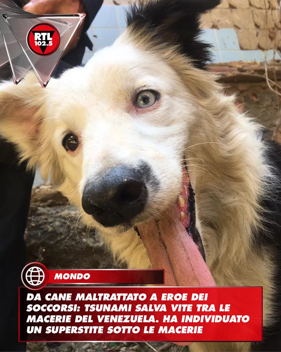rtl1025's tweet photo. ❤️ Tsunami, un border collie salvato anni fa da una situazione di abbandono e maltrattamenti, è oggi uno dei protagonisti delle operazioni di soccorso dopo il terremoto che ha colpito il Venezuela. Insieme al suo conduttore Jorge Beens, il cane addestrato per la ricerca di persone disperse ha individuato un anziano rimasto intrappolato sotto le macerie di un edificio a Caracas, permettendone il salvataggio. Già impiegato nei soccorsi dopo il terremoto in Turchia del 2023, Tsunami è diventato un simbolo di speranza nelle aree devastate dal sisma.

📷 Via Ig Tsunami12021