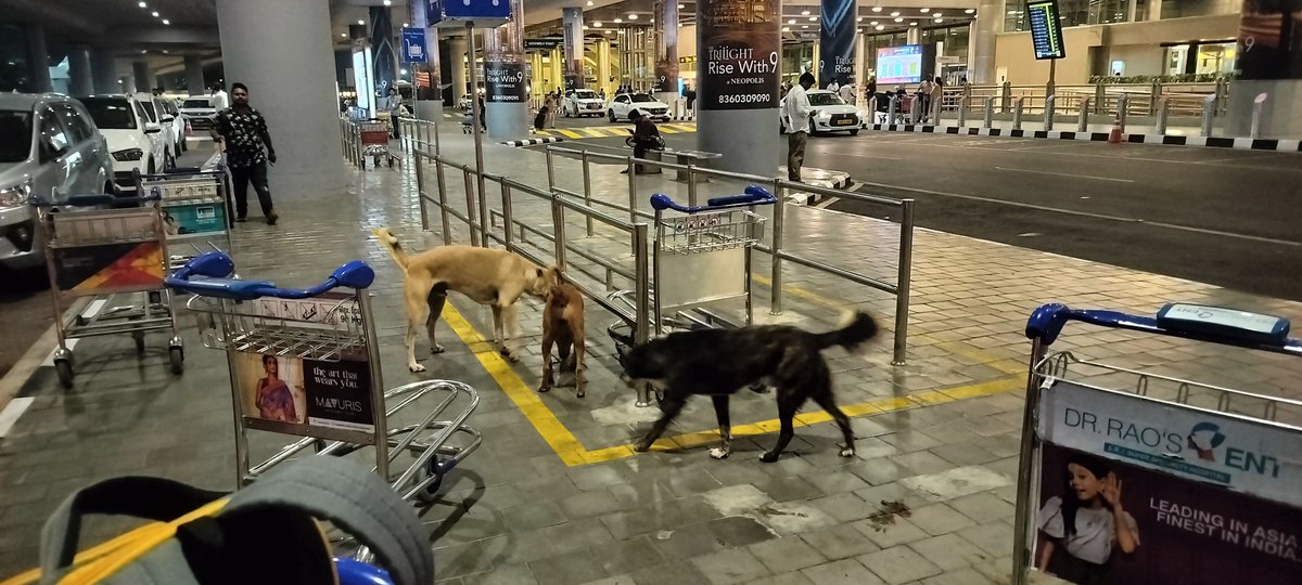 sreenivasan372's tweet photo. Hyderabad airport dog menace. What is GMR doing? https://t.co/6vVar11imf