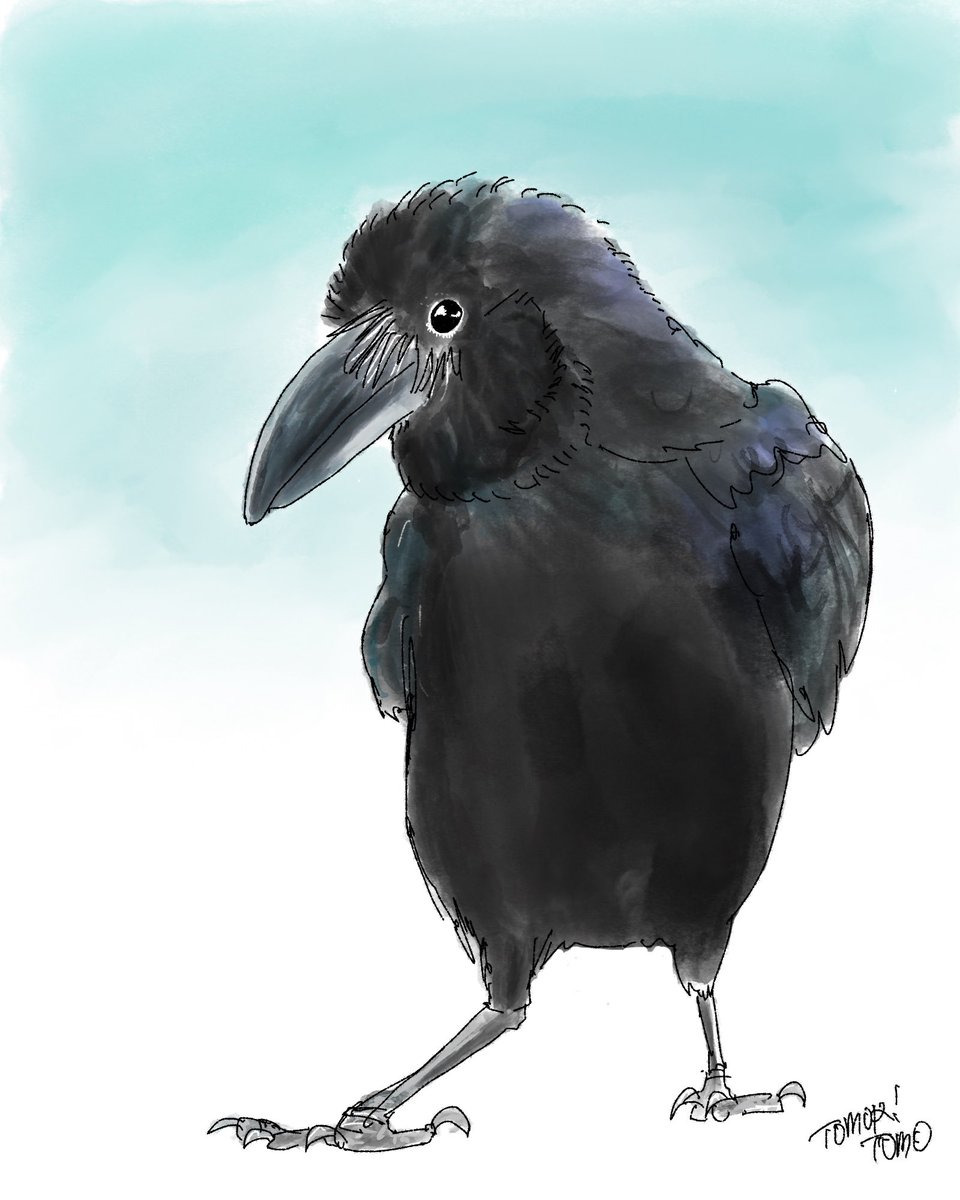 tomori_10mo's tweet photo. 私の最近のお友達🐦‍⬛
カラスですら愛おしい…
生き物ラブ🫶
#カラス　#illustration #ハシブトガラス
#イラスト　#ベストフレンド https://t.co/IlZLHNdemF
