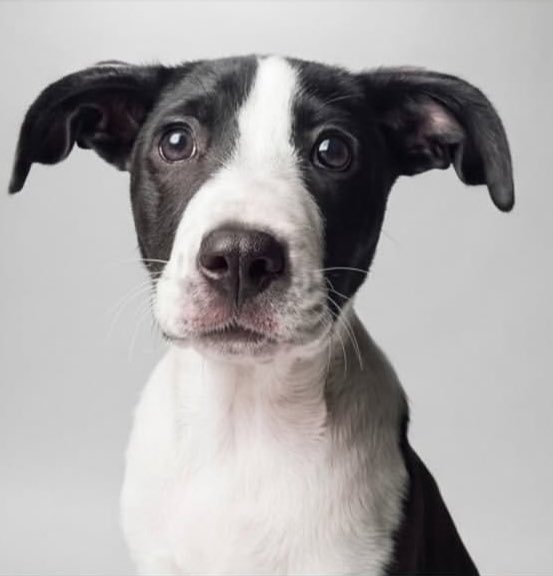 Puppieslover's tweet photo. 2012.                                                 2022 https://t.co/jZ6Zx9taZC