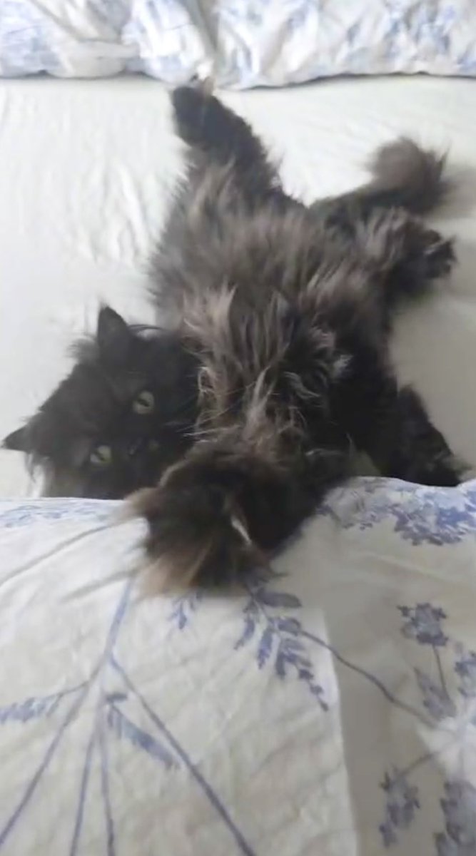 DomainDoris's tweet photo. Mom just changed the bed so I was straight up there as soon as she finished - there’s nothing more satisfying than floofing up a clean sheet 😬😹 https://t.co/Ao5x5neIt3