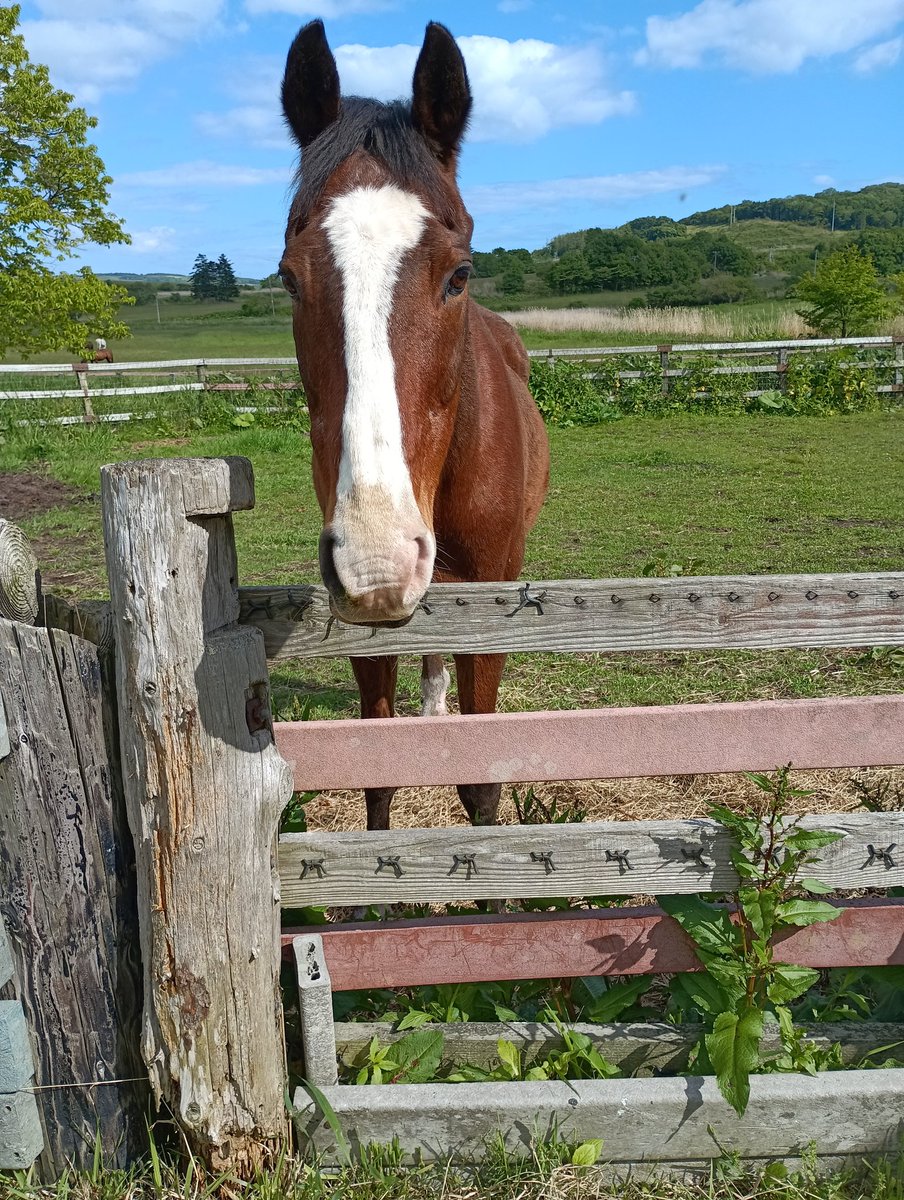 NLstaff's tweet photo. やはり今年のドッちゃんは若々しい気がします🐴✨
#メイショウドトウ（#引退馬協会 預託馬）
#新冠町　#ノーザンレイク https://t.co/sB3OQbMAPl