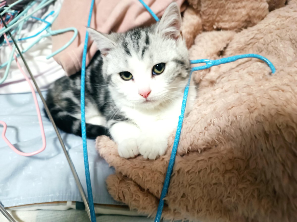 Drugoy16's tweet photo. Just caught my cat napping on the fresh laundry I folded… my little helper (sort of) https://t.co/pn4XYc0sYY