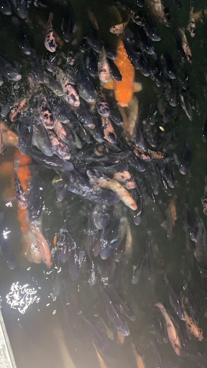 nasi padang tweet media