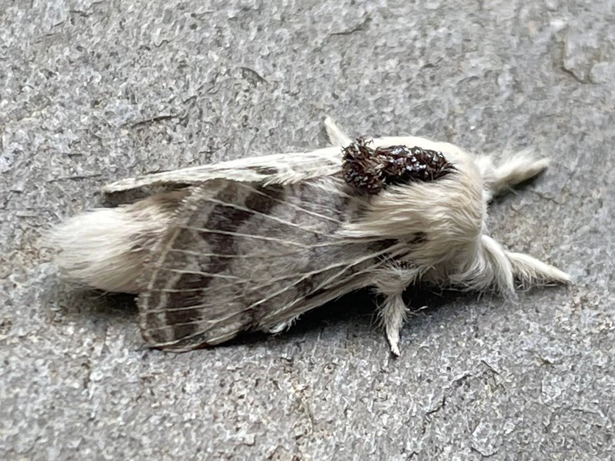jbr_19892's tweet photo. The Large Tolype Moth 🪶
Cre : Deborah Davis https://t.co/3Z2rM7vlcc