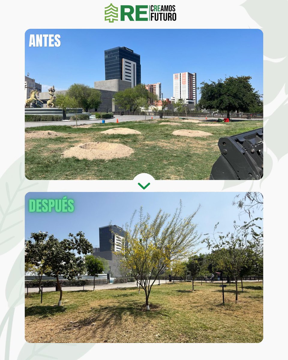 reforestacion's tweet photo. Este espacio no tenía nada. Hoy es un bosque urbano en plena ciudad.

Y no es decoración. En Monterrey lo necesitamos más que en cualquier otro lado.

Tenemos solo 4.17 m² de área verde por persona. La OMS recomienda mínimo 10 m² — menos de la mitad de lo que deberíamos tener.

El resultado: islas de calor que ya elevaron la temperatura máxima hasta 3.8°C en menos de una década. Una superficie de asfalto sin sombra puede llegar a 51°C cuando el aire está a 37°C.

Un árbol bien plantado y bien cuidado reduce hasta 3°C la temperatura en su entorno. No en el futuro — hoy.
Esto es lo que estamos construyendo, espacio por espacio. 🌳

#arboladourbano #ciudadesverdes #isladecalor #derechoalasombra