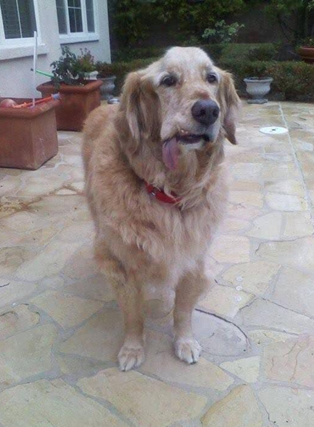 BestinDogs's tweet photo. I suffered a stroke, but my mom thinks I'm still beautiful. Do you agree ? https://t.co/ebS6XRLi2E