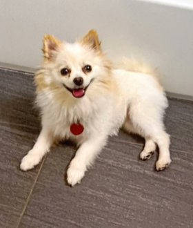 KeithOlbermann's tweet photo. BELLA IS MISSING IN BROOKLYN: last seen at Loring and Autumn Avenues, she's 5 pounds and chipped: 985113009295842. If you've seen or found her please call 888-466-3242 and PLEASE RT BELLA! https://t.co/rIDxGt4rYV