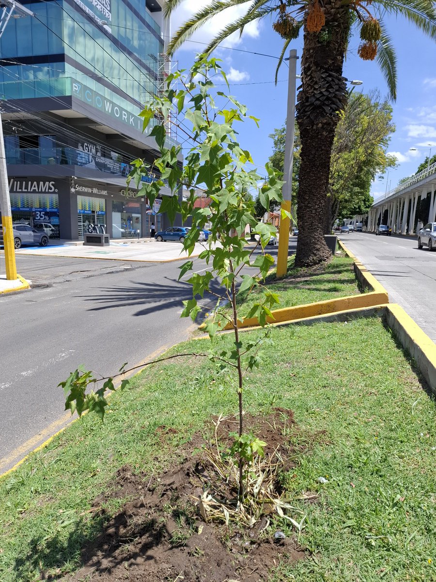 GuardabosqueUrb's tweet photo. 🫡 Hoy plantamos un liquidambar en bulevar Hermanos Serdán esquina con Tamaulipas pte, San Rafael Pte #Puebla. El restaurante @CorazonBRSLNO es el encargado de cuidarlo, mostrando ser una empresa preocupada por el medo ambiente. 
¡Visítalos! 🐦
Adopta un árbol para tu calle. 🌳🫶 https://t.co/hbniOjNbwr