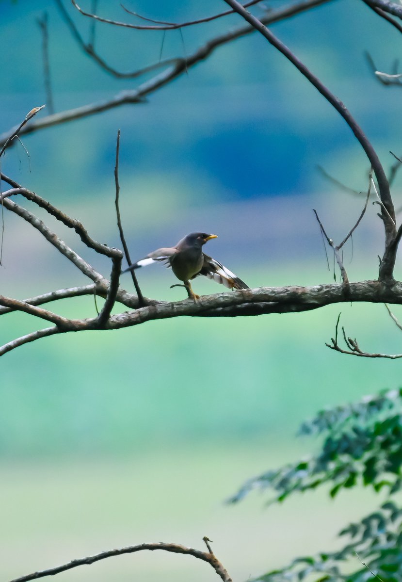 PrithishClicks's tweet photo. #AwesomeAssam 

She was dancing, stretching, and enjoying the moment—thinking no one was watching. Little did she know, my lens was quietly capturing every graceful move. 

Sometimes the most beautiful moments happen when nature forgets it has an audience.

#BirdPhotography https://t.co/1Y5hVXAWdd