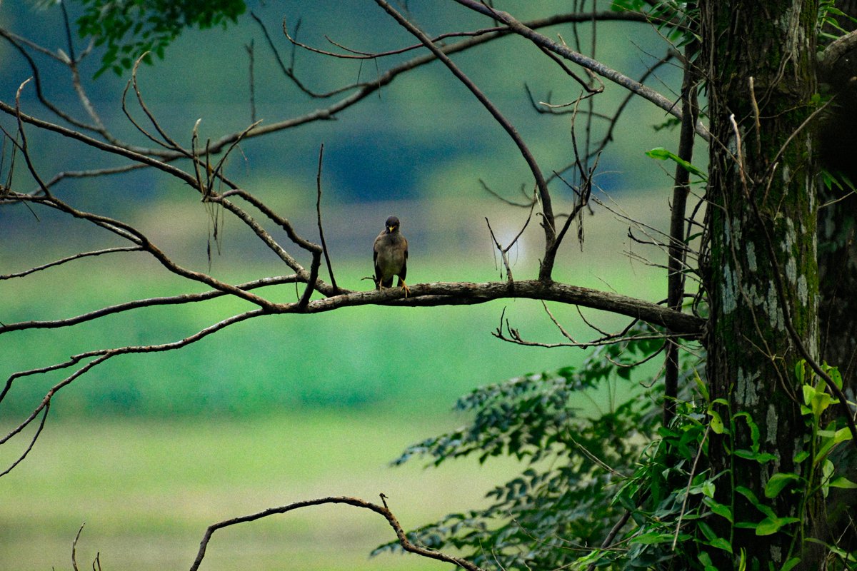 PrithishClicks's tweet photo. #AwesomeAssam 

She was dancing, stretching, and enjoying the moment—thinking no one was watching. Little did she know, my lens was quietly capturing every graceful move. 

Sometimes the most beautiful moments happen when nature forgets it has an audience.

#BirdPhotography https://t.co/1Y5hVXAWdd