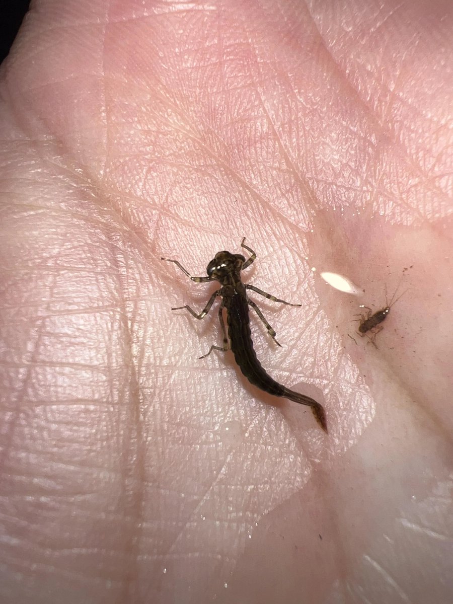 forallcurious's tweet photo. WOW🚨: A 10 years old Japanese child tested butterflies' memory and discovered that metamorphosis does not erase the memories from when they were still caterpillars. https://t.co/xD9KHkzSfY