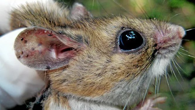 giveashitnature's tweet photo. Look at the tiny dark specks on this mouse's face and ears. Those are larval ticks. 

A single white-footed mouse can carry hundreds of them at once. The mouse feels nothing. The ticks feed, drop off, and molt into the nymphs that will bite you next summer.

White-footed mice are the primary reservoir for Lyme disease in the eastern US. Between 40 and 90 percent of larval ticks that feed on one come away infected.

A barn owl family eats roughly 1,000 to 3,000 mice a year. Do that math. Every mouse an owl pulls out of your yard is a host removed from the tick cycle, along with every larval tick currently feeding on it.

Barn owl populations are declining across North America, largely because hollow trees and old farm buildings, their traditional nesting sites, are disappearing. They'll use a nest box readily, and that's the key to getting their numbers up.

One box. One family of owls. Somewhere between 1,000 and 3,000 fewer mice per year, and the ticks that were riding them.
