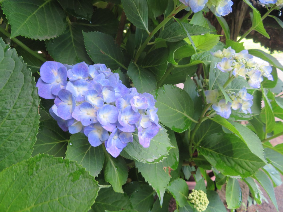 TABO_tyan's tweet photo. #アジサイ #紫陽花 https://t.co/Ncpr1XcK3P