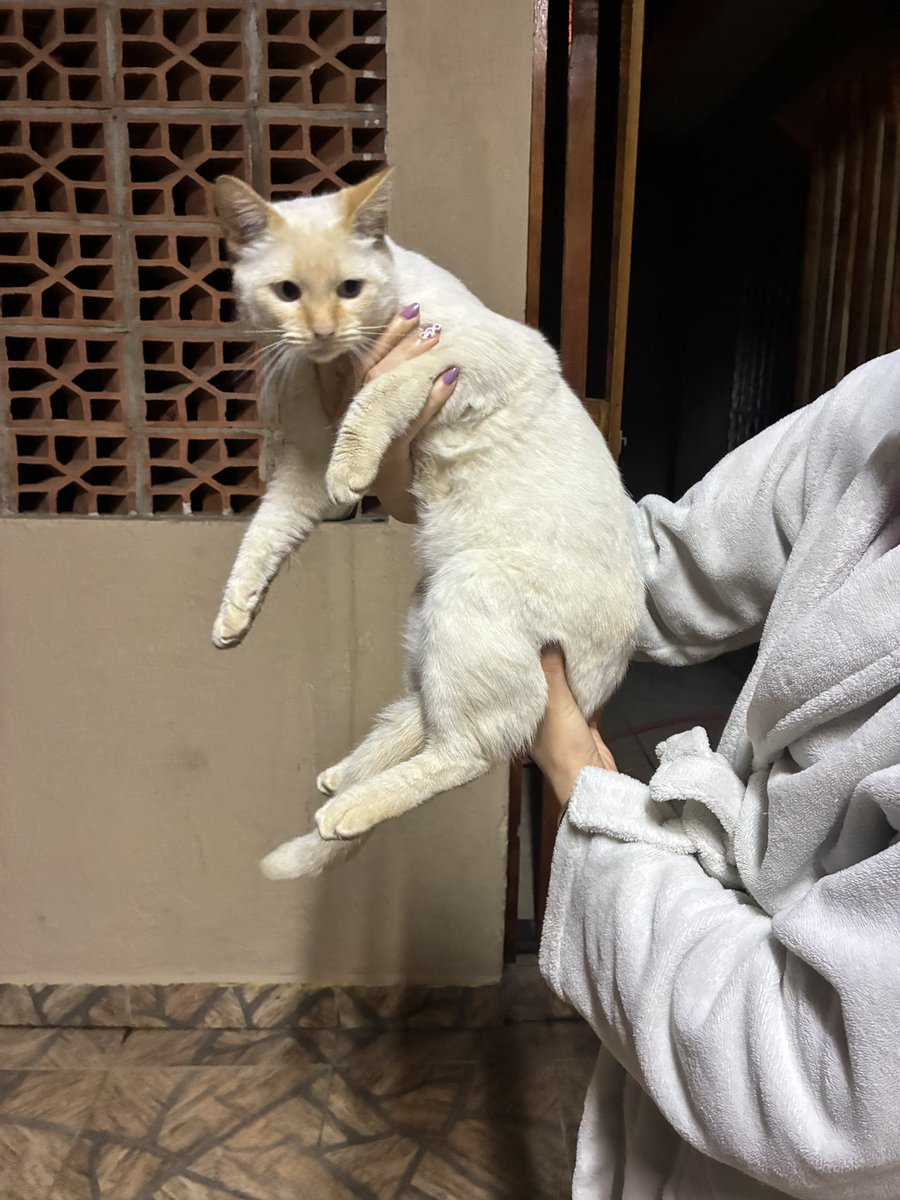 odeiotwwt's tweet photo. esse gato apareceu na garagem de casa do nada, achei q ele era de rua pq tava meio sujinho mas agora não sei mais, além dele ser bem sociável ele é MUITO GORDO pra ser de rua, o que eu faço mds 😭 https://t.co/BiG92EPwRB