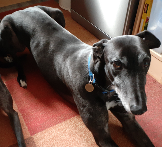 Greyhound_Dave's tweet photo. I've not posted for a while as my life changed a lot. It is with great regret that I have to inform you all that Max passed away on Thursday morning. We are heart broken. It came on out of the blue. He is at peace now, chasing rabbits in the sky. Max. May 2018 - June 2026. R.I.P https://t.co/OisM7reRvH