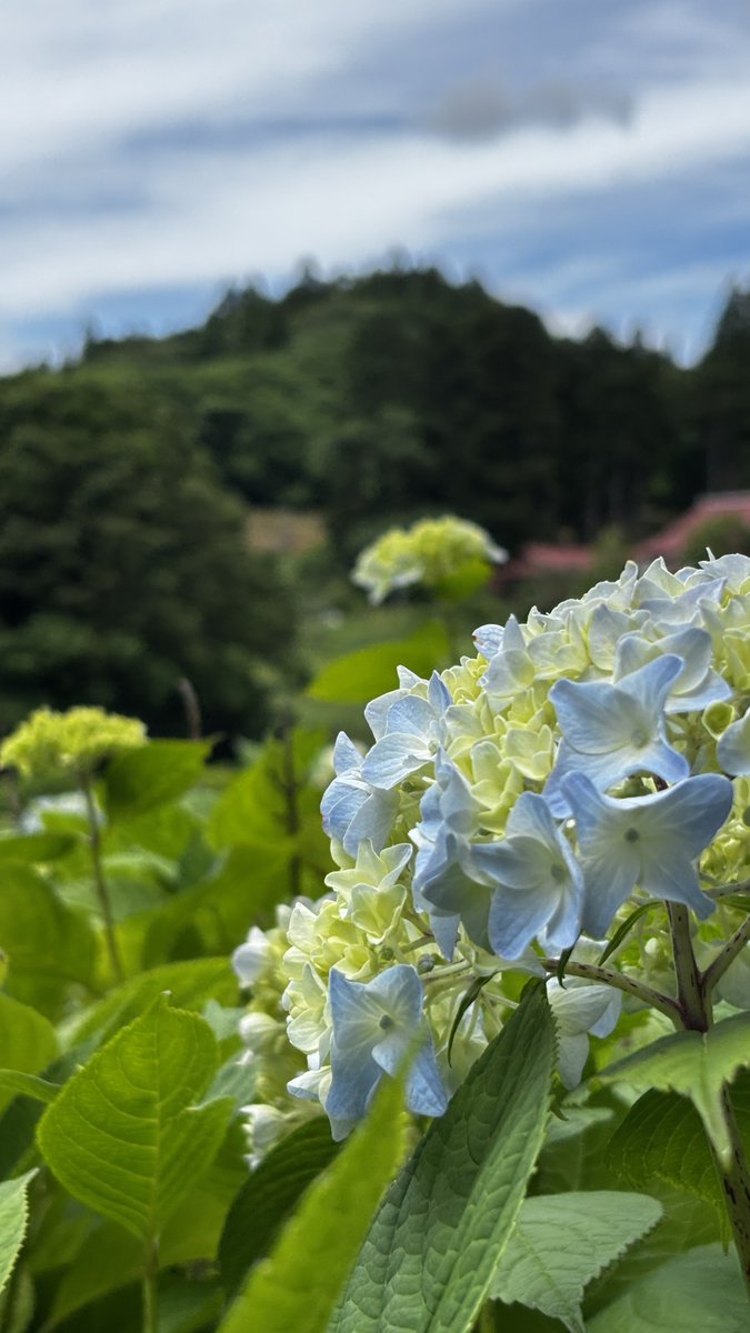 ovfyXq25Y417097's tweet photo. みちのくあじさい園にて
#いちカレ26年6月 https://t.co/02BU9Dqpbg